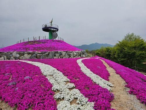 거창 창포원 꽃잔디 대박이야!!!