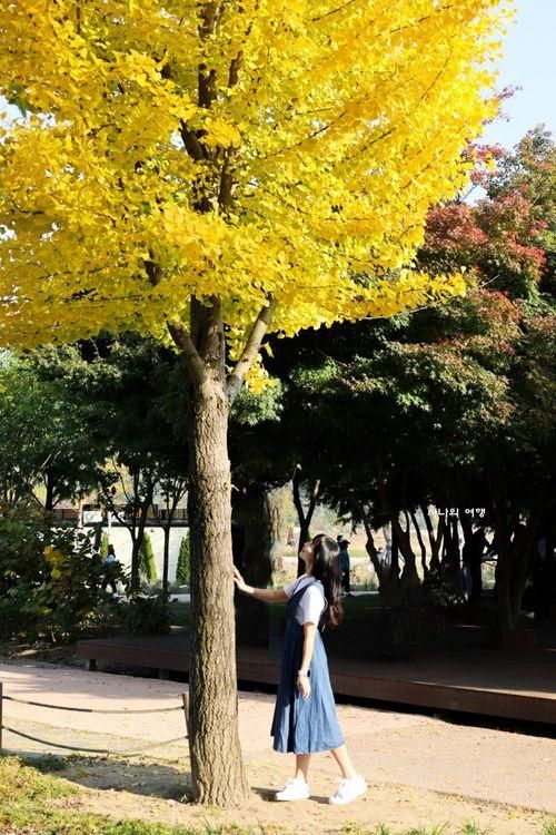 거창창포원 국화축제 경남 거창 가볼만한곳