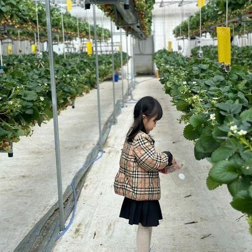 포천 아이와가볼만한곳 서운동산 딸기체험농장& 동물 먹이주기