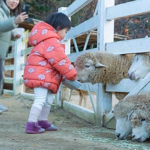 포천 가볼만한곳 아이와 서운동산 동물농장, 펜션 체험