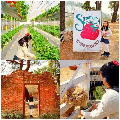 포천 아이와 가볼만한곳 딸기체험 농장 동물먹이주기 서운동산