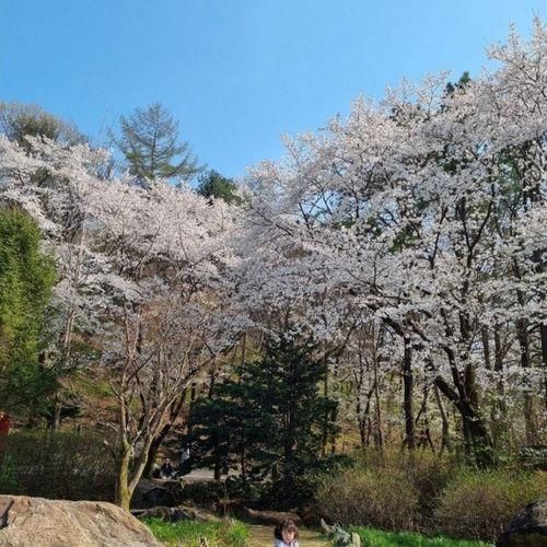 피크닉 / 벚꽃명소 포천서운동산