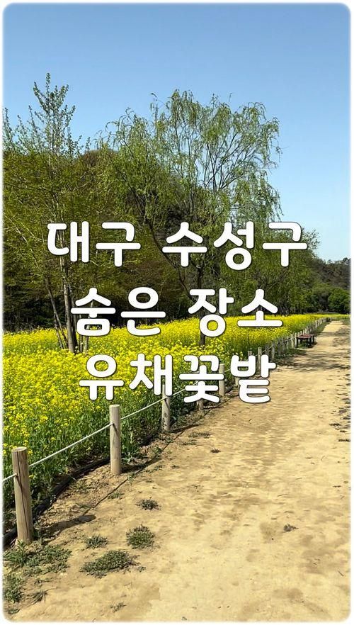 곳 유채꽃 데이트 숨은 명소 팔현생태공원 수성구 수성패밀리파크