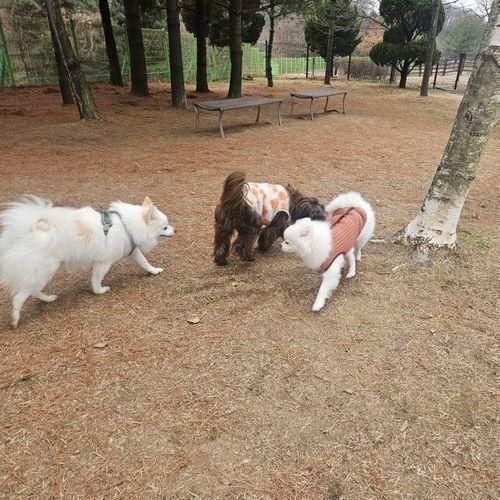 1인 가구 육아일기 : 문암생태공원 청주 반려견 놀이터(운동장)...