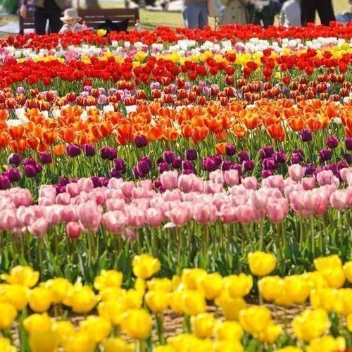 [청주] 4월 가볼만한곳 ; 튤립 명소 문암생태공원