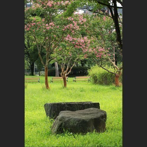 서울 평화의공원 찜통더위 견디는 배롱나무