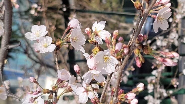 [서울 가볼 만한 곳] 송파구 산책 명소 일원 에코파크!