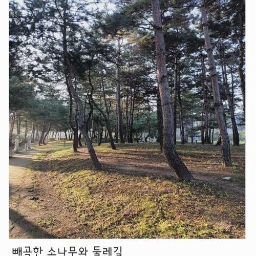 만보 걷기-낙양 물 사랑공원, 소나무 숲