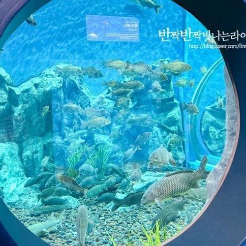 괴산 아쿠아리움 오픈 ! 충북 괴산 아이와 가볼만한곳