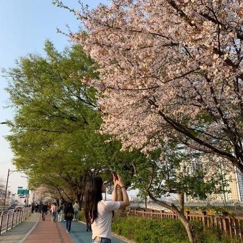 중랑천 벚꽃길 북카페 [장안 벚꽃길], 벚꽃놀이 주차정보