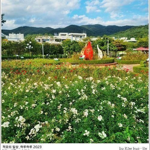 [적묘의 부산]가을장미,정관,윗골공원,기장, 꽃이 피고 지고...