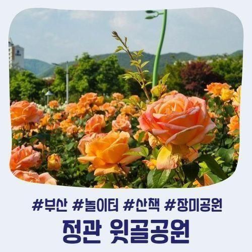 정관 윗골공원 놀이터 부산 장미 개화 아이와 나들이 장소 추천