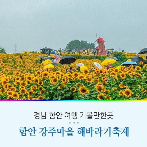 경남 여행 함안 해바라기축제 강주 해바라기 마을 후기
