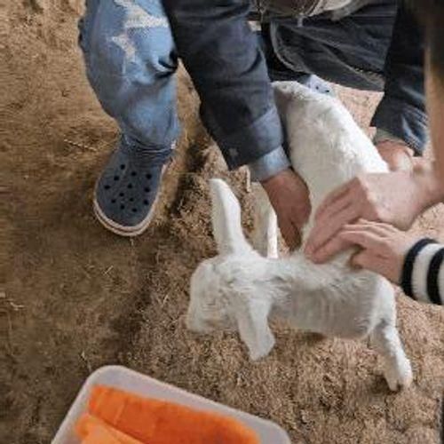 아이와 가볼만한곳 동물 먹이주기 체험형 동물원 꼬꼬체험관 후기