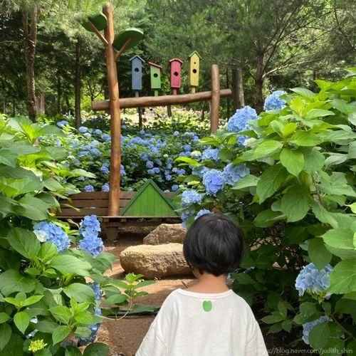 전남 보성 수국명소 숲정원 윤제림 성림정원