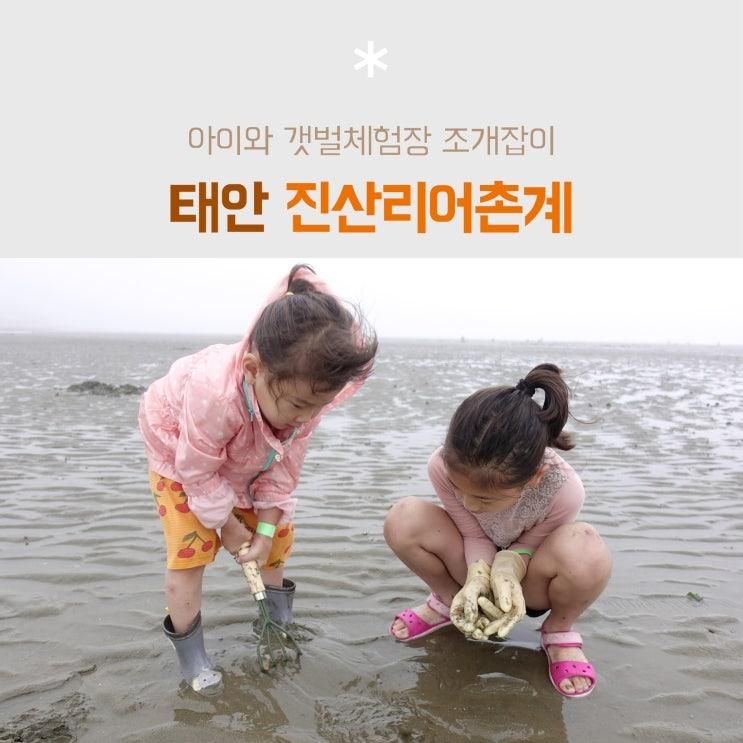 태안 진산리어촌계 아이와 갯벌 조개잡이 체험(행복마트, 동죽)