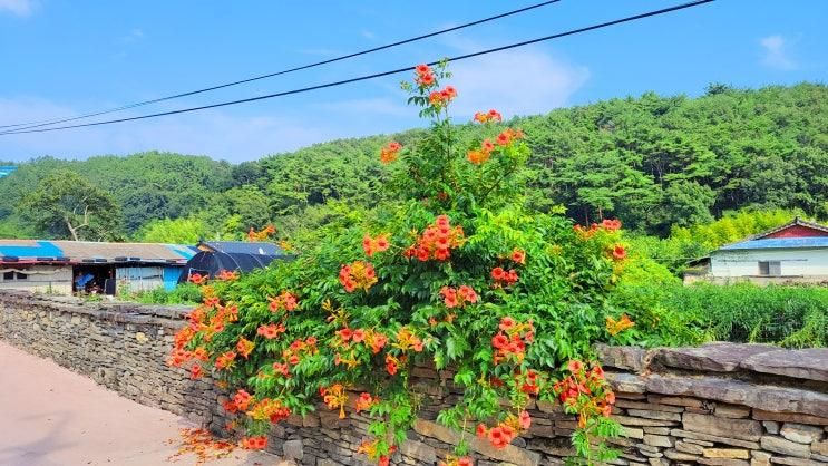 고성 가볼만한곳 학동마을 옛담장 최필간고택 능소화 명소