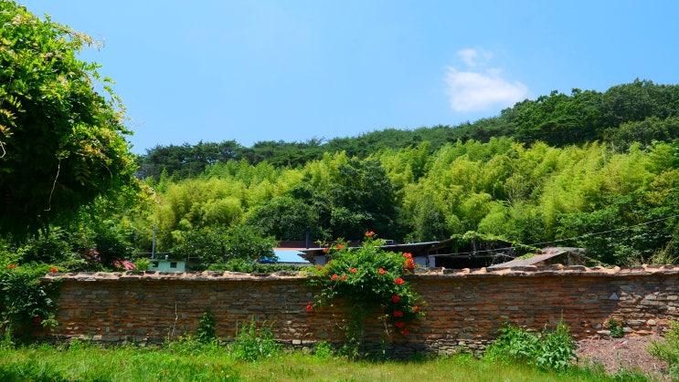 경남 가볼만한곳 : 고성 학동마을 옛 담장 능소화 명소