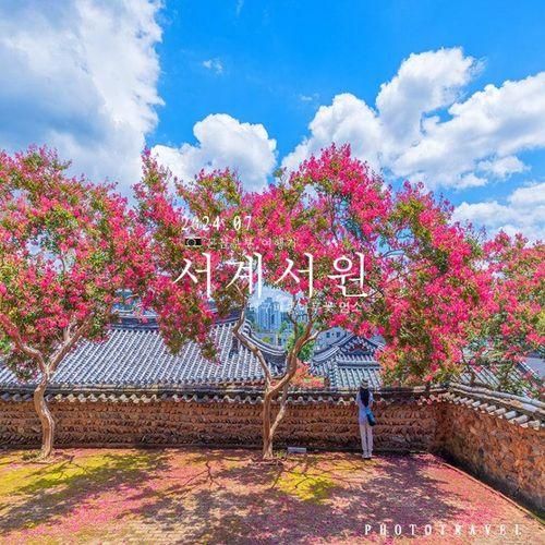 대구 서계서원 배롱 나무꽃 명소 7월 여행지 여름 여행지