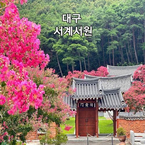 대구 북구 가볼만한 곳 서계서원 배롱나무 숨은 명소