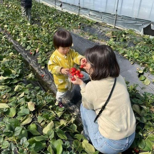 부산 아기랑 체험_장안딸기농장 주말 나들이 (예약 방법, 꿀팁)