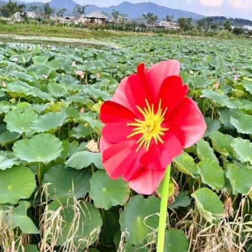 [경산 자인면] 산책로 추천 이색 연못 삼정지 연못 속 말무덤을...