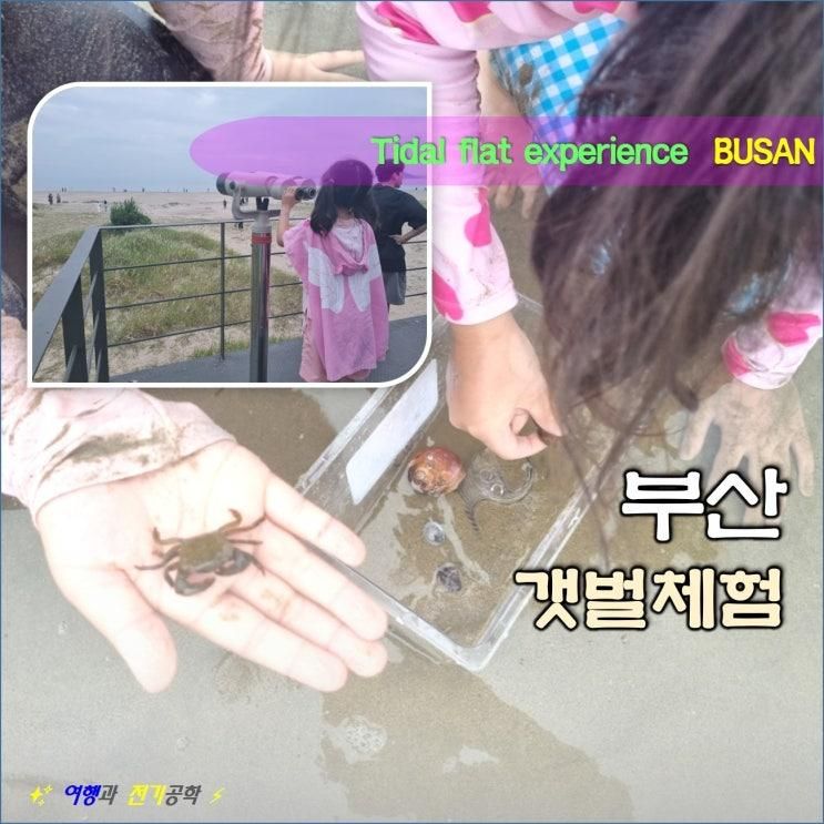 부산 다대포 해수욕장 갯벌 체험 :) 아이와 조개 꽃게 잡기