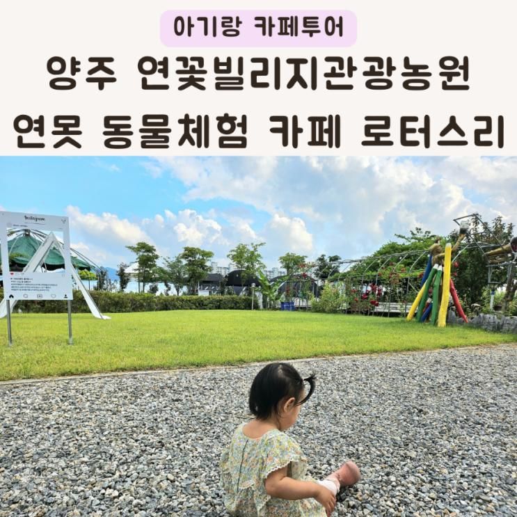 양주 대형 카페 연꽃빌리지관광농원 로터스리 아기랑 갈만한곳