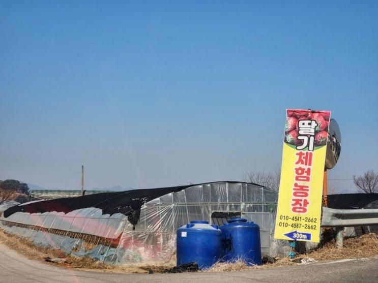 (경남 창원) 딸기따기 체험 & 한국은행 경남본부 화폐전시관...