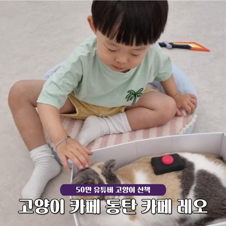 고양이카페 동탄 카페 레오