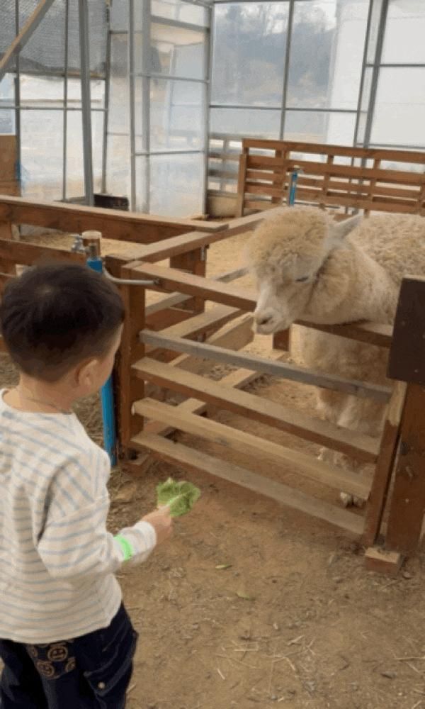용인아이와가볼만한곳 리프플레이스 동물먹이주기체험