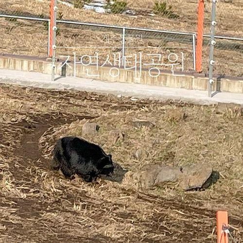 제주도 아이랑 동물체험 제주 자연생태공원 반달가슴곰