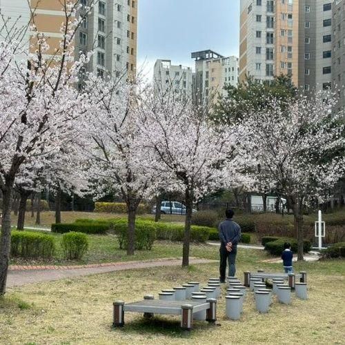 덕정 산책하기 좋은, 벚꽃명소 덕정소공원 경기아이누리놀이터