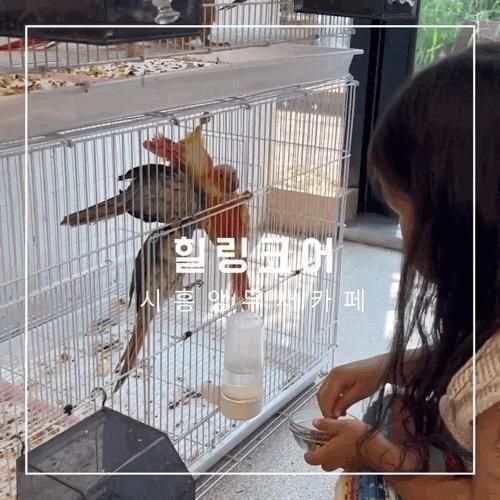 부천, 시흥 아이랑 갈만한 곳│힐링코어│시흥 앵무새카페...