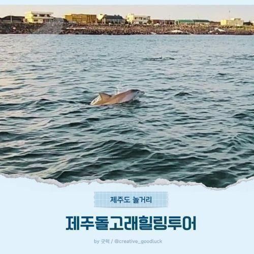 제주돌고래힐링투어 아이랑 꼭 가야 할 관광지