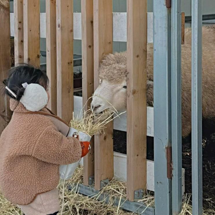 제주 아이와 가볼만한곳 / 제주먹이주기체험 "삼다마을목장"