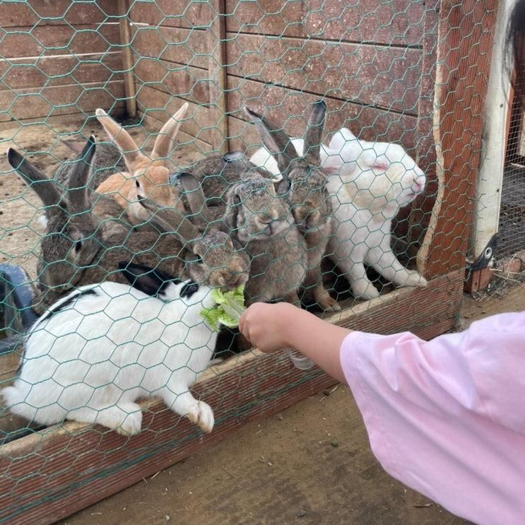 용인체험농장, 7살 아이랑 즐거운 헤븐온어스