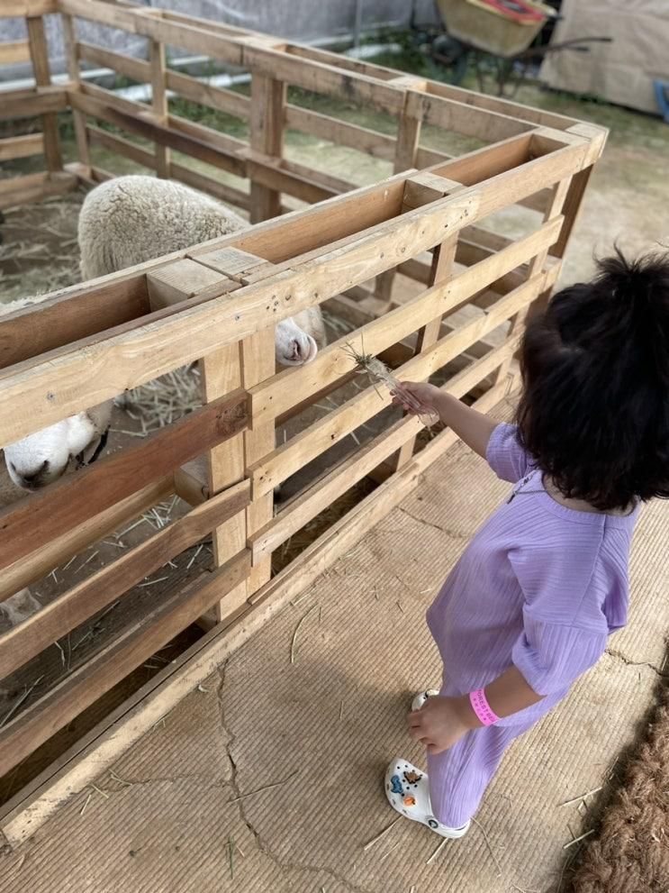 아이 먹이주기 동물체험으로 용인 포레스트벨 다녀왔어요