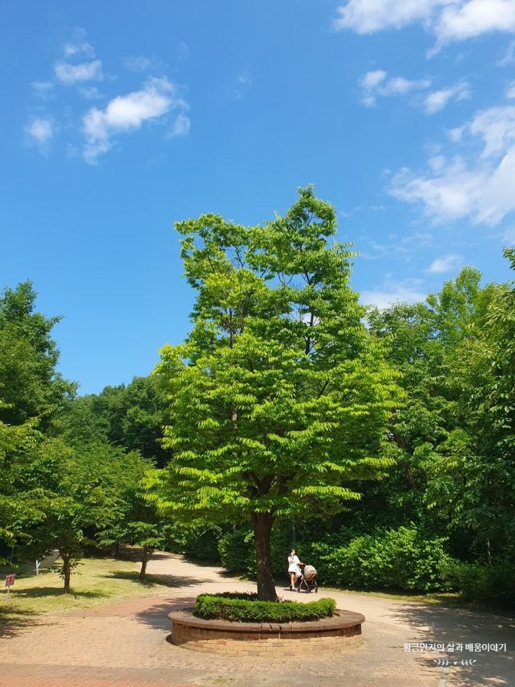 숲이 우거진 멋진 운정 산책로 산내공원에서 가재울공원까지 걷기