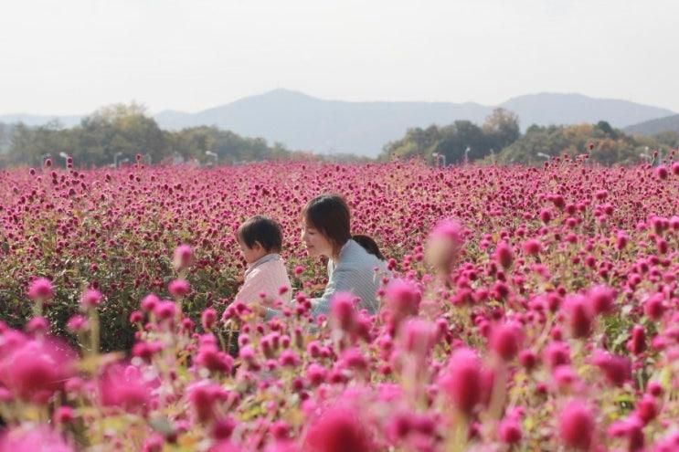 가족나들이 / 양주 / 나리공원 / 무궁화동산에 천일홍이...