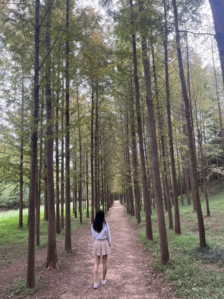 곳, 아이들과 방문하기 좋은 산책길, 벌영리 메타세콰이어숲 길