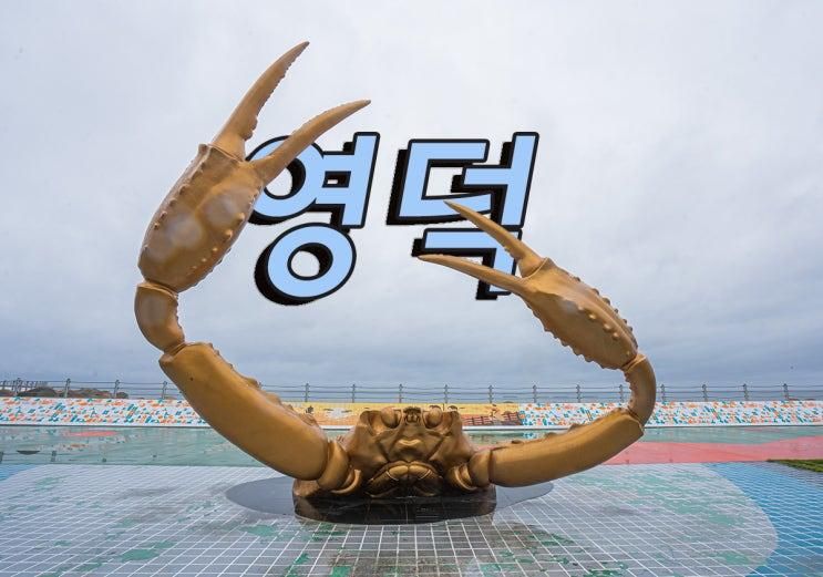 영덕 아이와 가볼만한곳 총정리 벌영리 메타세콰이어 숲