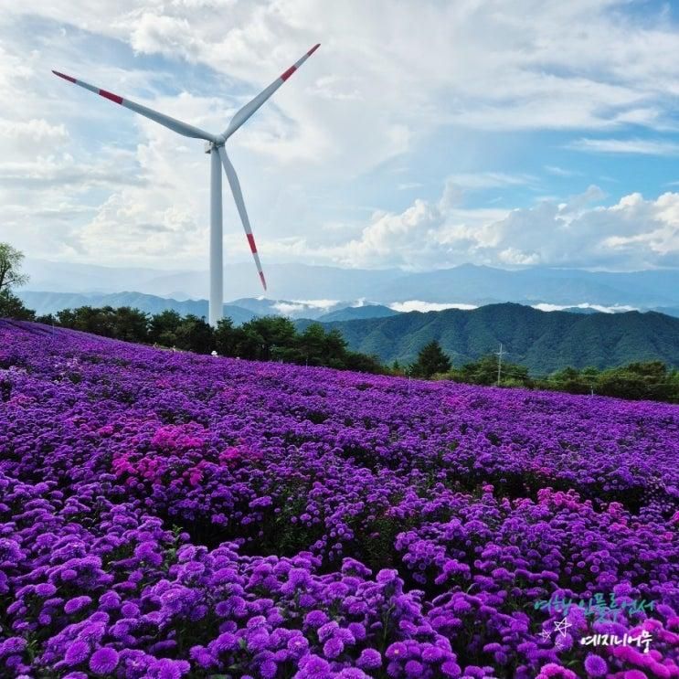 거창 감악산 풍력단지 아스타국화 축제/감악산 꽃&별 여행 경남...