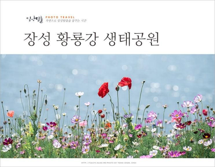 전남 가볼만한곳 장성 황룡강생태공원 꽃구경 전남 여행지 추천