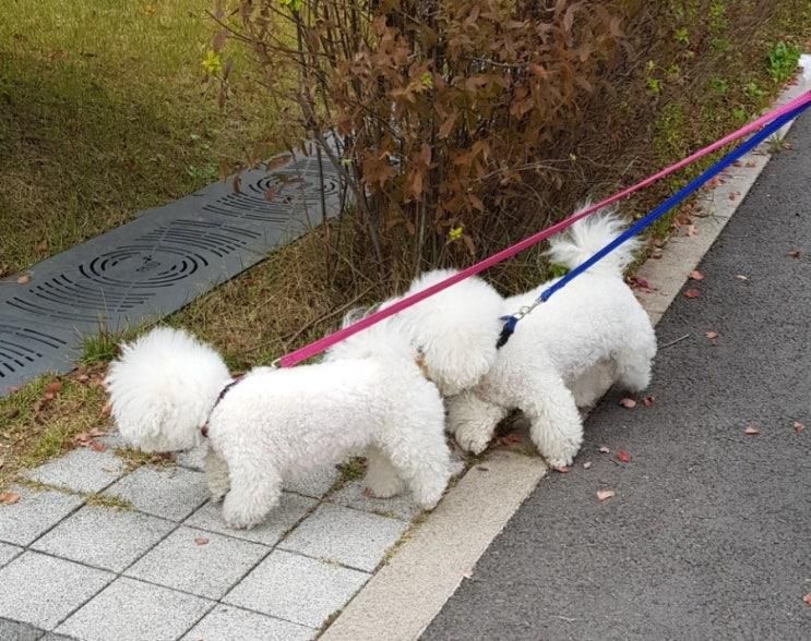 비숑남매와 라온공원에서 가을풍경 보며 산책했어요