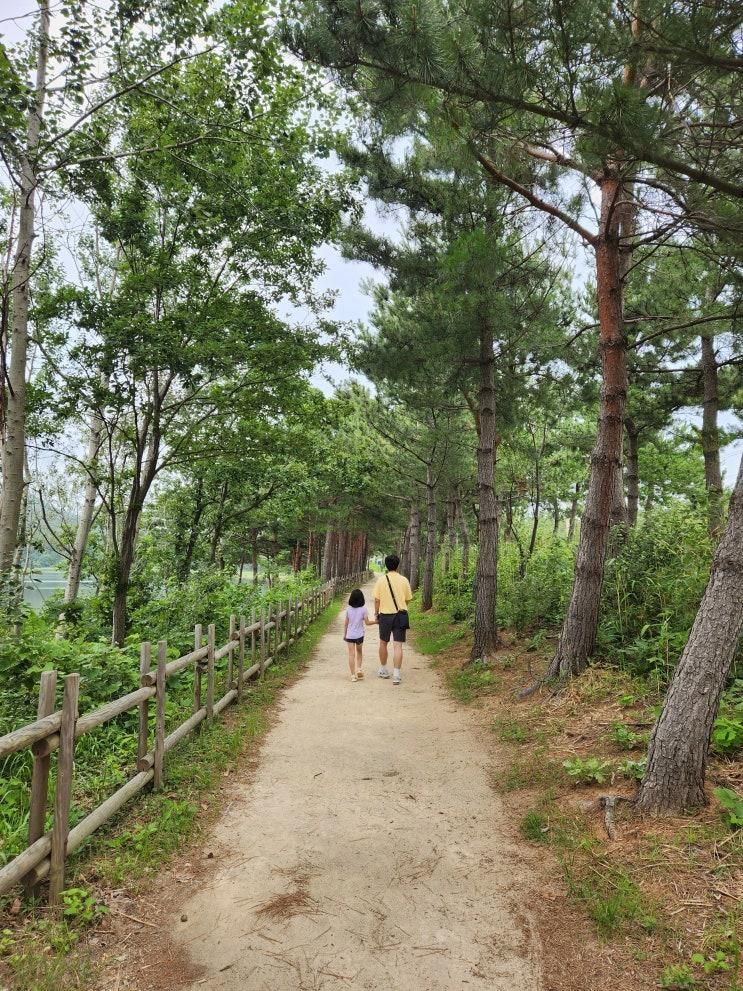 강원도 고성 여행 _ 송지호 관망타워, 송지호 막국수(메뉴), 바다...