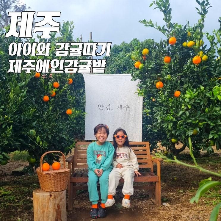 아이와 제주감귤체험! 제주에인감귤밭