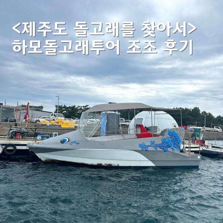 제주 돌고래투어 제주도놀거리 하모돌고래투어 생생후기