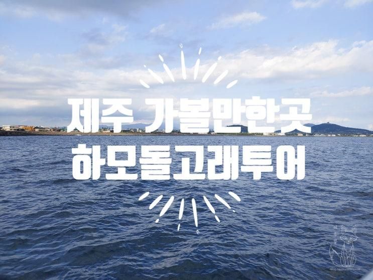 제주도 여행 가볼만한곳 서귀포 하모돌고래투어