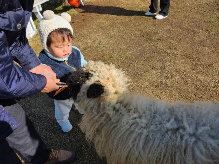 제주 아이랑 체험할 수 있는 오름동물원 새별프렌즈 20개월...